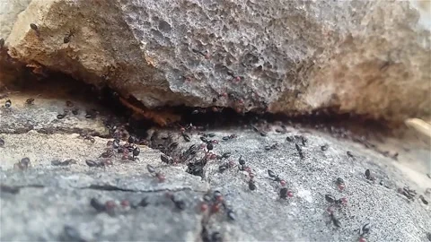 Ants Timelapse Stock Footage 131166292