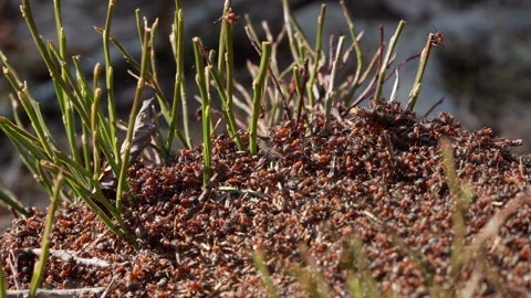 Ants on the top of the anthill Stock Footage 151713128