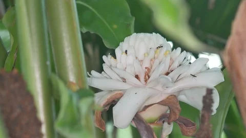 Ants on torch ginger flower Stock Footage 97836758