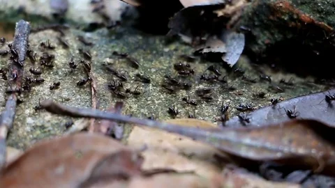 Ants On The Track Stock Footage 85280890