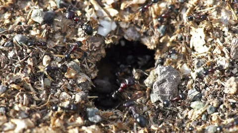 Ants traffic Stock Footage 38078567