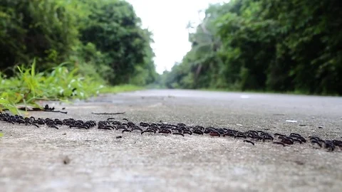 Ants traffic on the road Stock Footage 70883686
