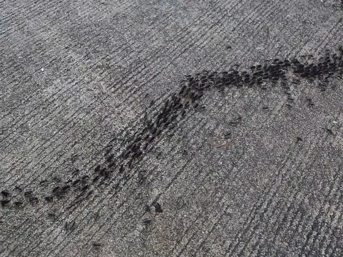Ants traffic on the road Stock Footage 70889040