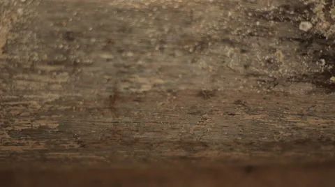 Ant's traffic on the tree Vidéo 41132969