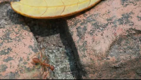 Ants trail Video stock 10829968