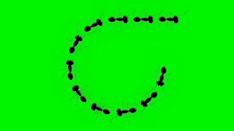 ANTS TRAIN COMES FROM LEFT TO RIGHT Video stock 71138424