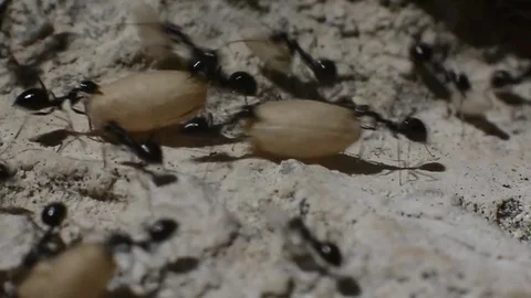 Ants Transfer their Eggs Stock Footage 76149764