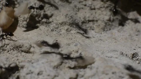 Ants Transfer their Eggs Stock Footage 76149796
