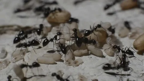 Ants Transfer their Eggs Stock Footage 76150039