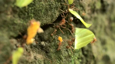 Ants transporting leaves Stock Footage 56620054