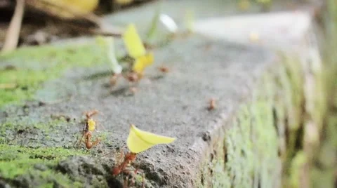 Ants transporting leaves 스톡 동영상 59758075