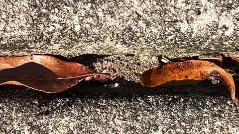 Ants transporting white eggs across a driveway Stock Footage 283677376