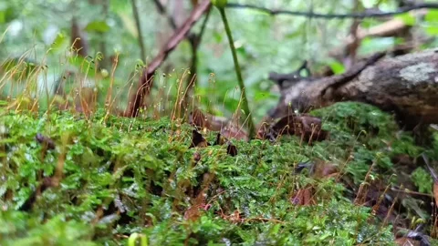 Ants Trapped in Moss Trying to Escape – Macro Nature Footage Vídeos de archivo 332296580