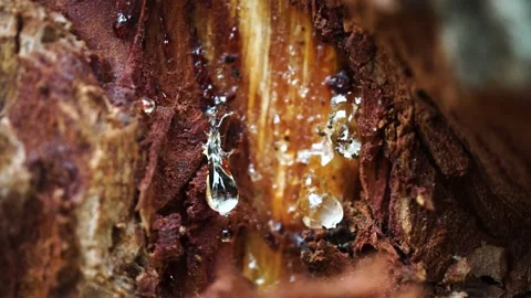 Ants trapped in pine resin. Close up. Stock Footage 164246189