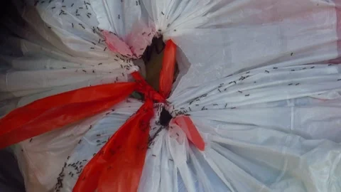 Ants on a Trashbag Video stock 254655215