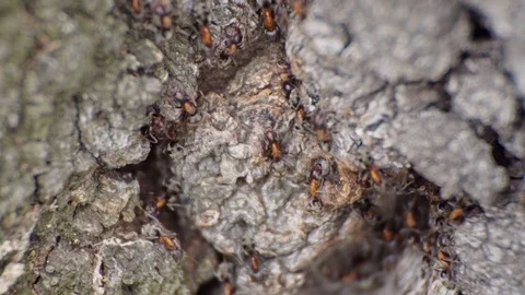 Ants on a tree bark Stock Footage 105678041
