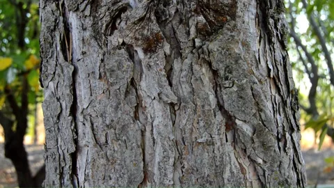 ANTS ON THE TREE BARK Stock Footage 252774815