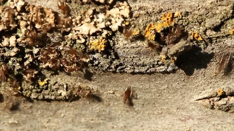 Ants on tree bark in garden. Many ants are moving up and down Stock Footage 80816931