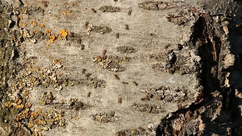 Ants on tree bark in garden. Many ants are moving up and down Stock Footage 80817061