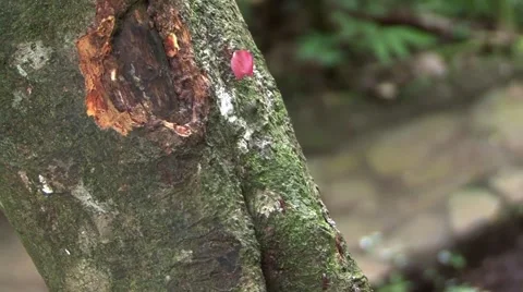 Ants on tree close up Stock Footage 45266238