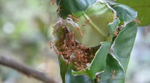 Ants on tree Stock Footage 10834753