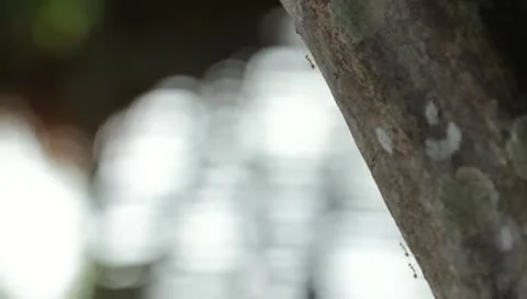 Ants on a tree Stock Footage 11095958