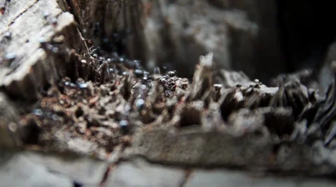 Ants in tree Stock Footage 37194493