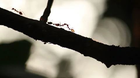 Ants on tree Stock Footage 37210559