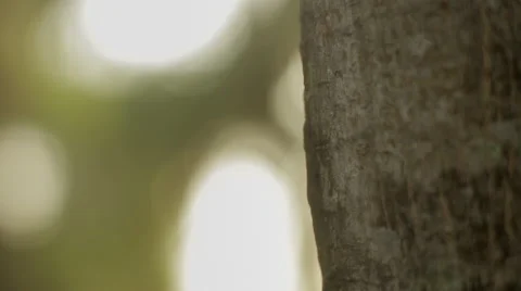 Ants on the tree Vidéo 41132556