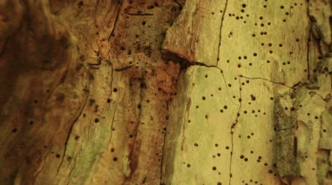 Ants on a tree Stock-Footage 50284246