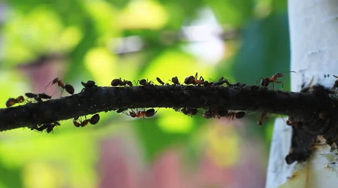 Ants on a Tree Stock Footage 62782511