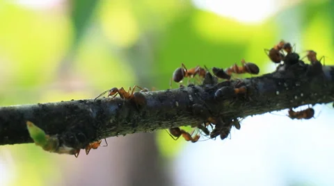 Ants on a Tree Stock Footage 62783313