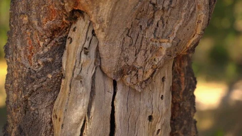 Ants on a tree Stock Footage 94990358