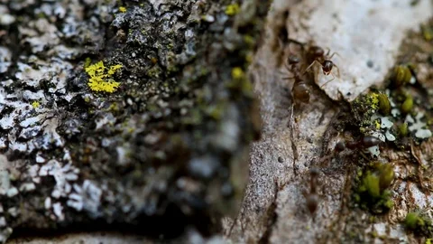 Ants on a tree Video stock 108610737