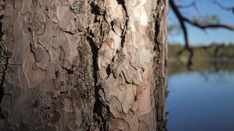 Ants on tree Stock Footage 146694298