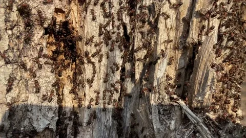Ants on a tree. Video stock 238087688