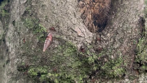 Ants on tree Stock Footage 292287324