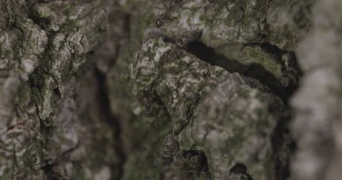 Ants On Tree Loop Stock Footage 167708060
