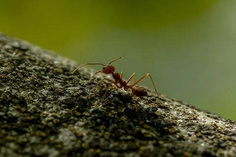 Ants on a tree in nature. Stock Photos