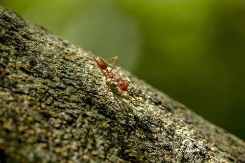 Ants on a tree in nature. Stock Photos