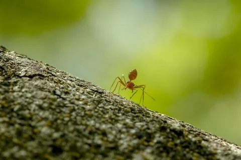 Ants on a tree in nature. Stock Photos
