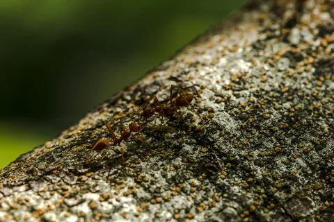 Ants on a tree in nature. Stock Photos