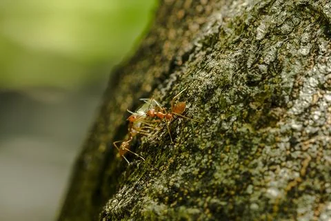 Ants on a tree in nature. Stock Photos
