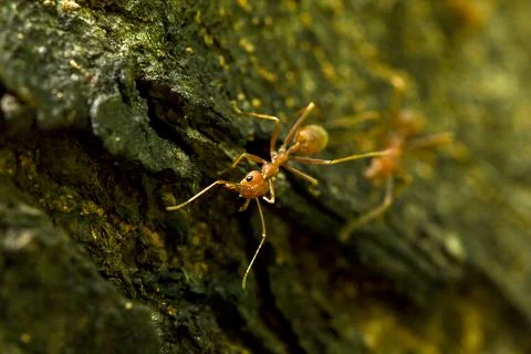 Ants on a tree in nature. Stock Photos