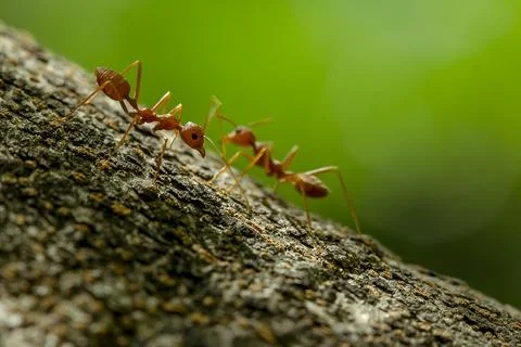 Ants on a tree in nature. Stock Photos