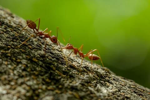 Ants on a tree in nature. Stock Photos