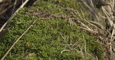Ants on a tree overgrown with moss, 4K slomo 스톡 동영상 237475861