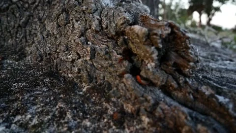 Ants in a Tree Root Stock Footage 237963155