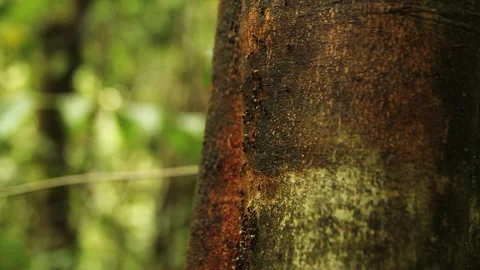 Ants On Tree, Schwaner Muller Mountains, Borneo Stock Footage 142863273