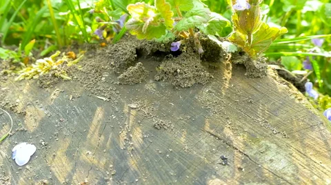 Ants on tree stump Stock Footage 63294824